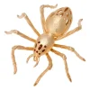 Aranha Sicarus