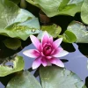 3 folhas de Nenufar