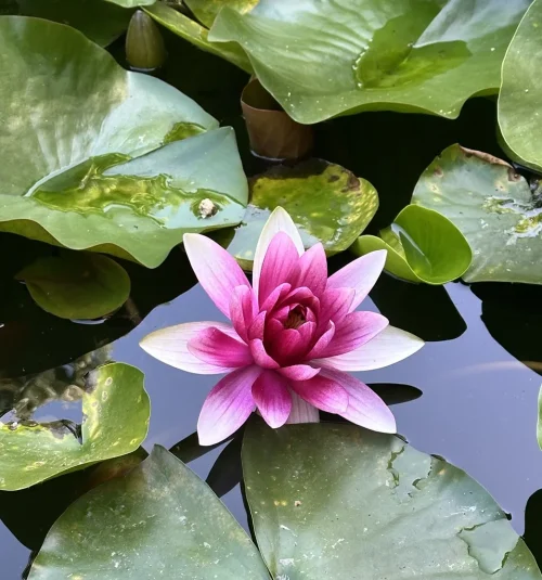 3 folhas de Nenufar
