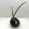 Orquidea