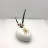 Aranha