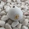 Aranha