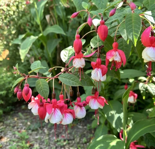 Brincos de Princesa